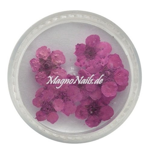 TB3 - Einlegemotive - Echte Trocken Blumen - rubinrot Nails Nailart Nögel