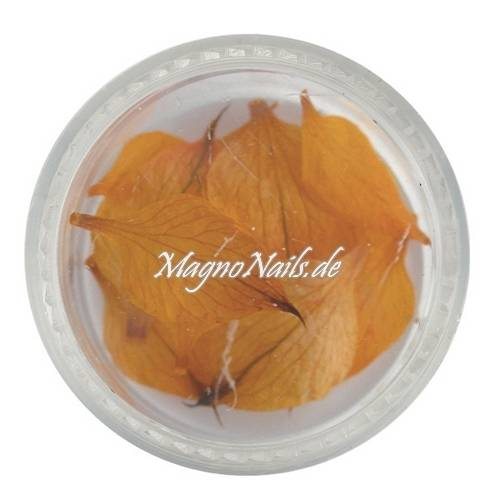 TB2 - Einlegemotive - Echte Trocken Blumen - orange Nails Nailart Nögel