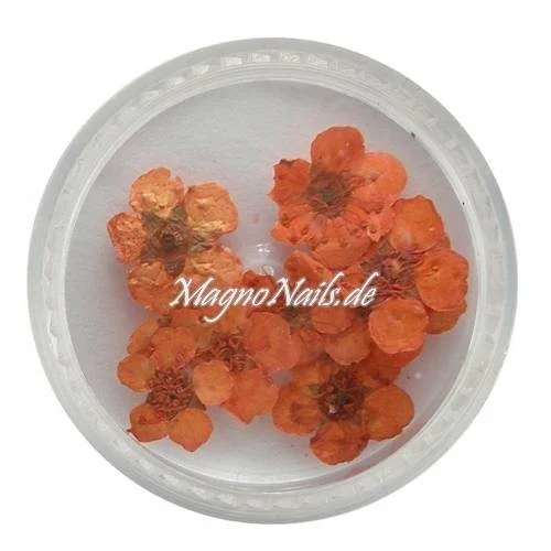 TB3 - Einlegemotive - Echte Trocken Blumen - rot Nails Nailart Nögel