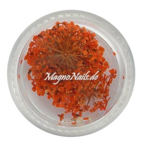 TB4 - Einlegemotive - Echte Trocken Blumen - orange Nails Nailart Nögel