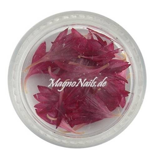 TB1 - Einlegemotive - Echte Trocken Blumen - weinrot Nails Nailart Nögel