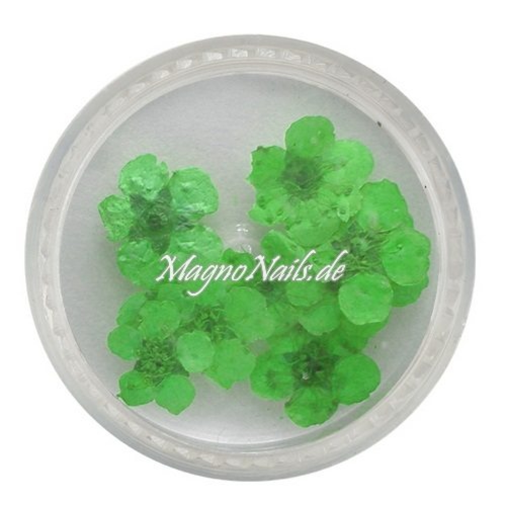 TB3 - Einlegemotive - Echte Trocken Blumen - grün Nails Nailart Nögel